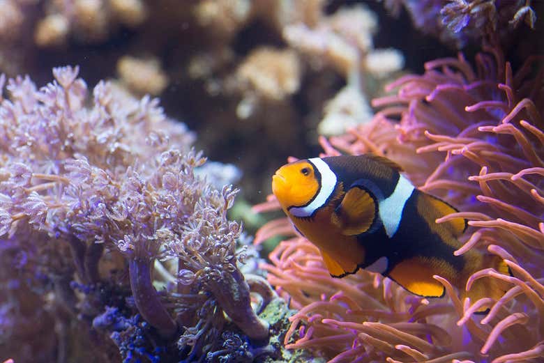 Você poderá admirar peixes coloridos